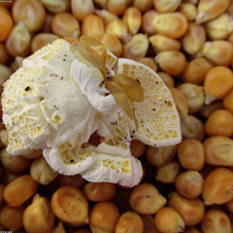 Wholesale Maize & Corn - Ready to Ship