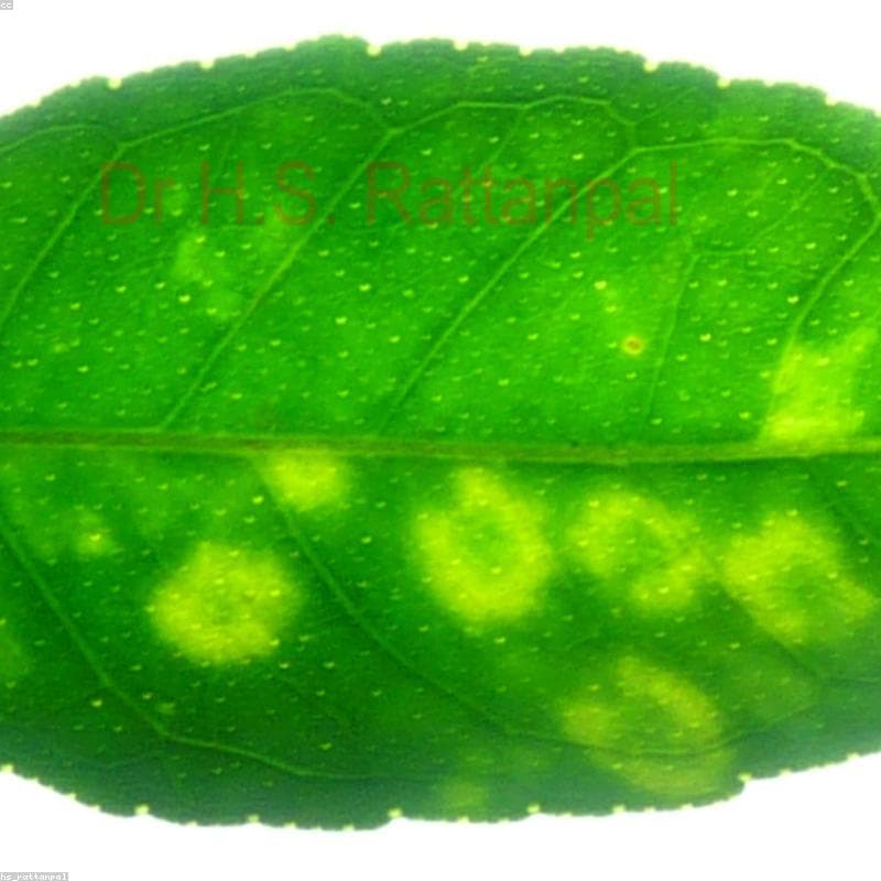 Eco-Friendly Kinnow & Citrus Fruits - 2026 Model
