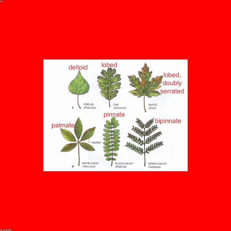 OEM Herbal Supplements - Best Price
