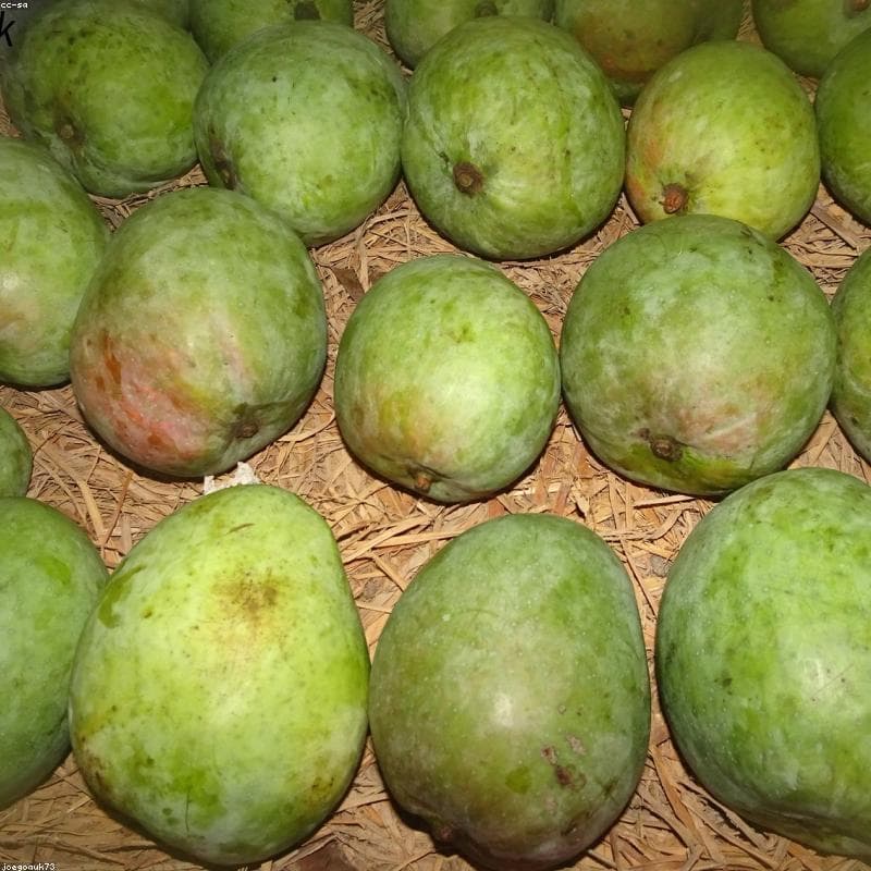 Custom Mangoes - New Design